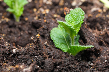 Young leaves of peppermint