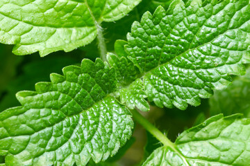 Fragrant spicy herb mint