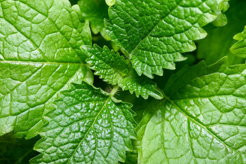 Fragrant spicy herb mint