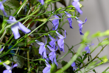 Small flowers lobelia erinus
