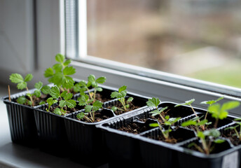 Strawberry seedlings in a plastic container on the windowsill