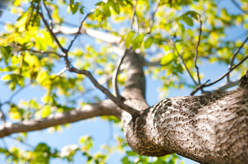 walnut tree with green leaves on a blue sky background bottom view