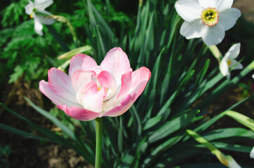 beautiful bud of gentle pink tulip