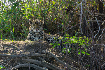 Front view of Jaguar standing in riverbank, Pantanal, Brazil