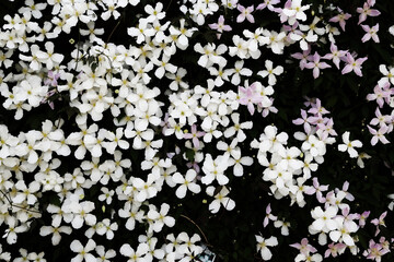 白い桜草