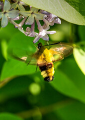 bee on a flower