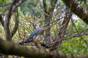 Green heron, or Socó-Mirim, on a tree with dry branches. Defocused green leaves background.