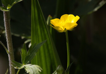 single yellow buttercup