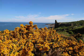 Flowering Gorse Bush and Ruins of Dunure Castle Scotland