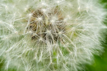 Rolgordijnen White fluffy round dandelion flower close up. Macro Photo © Payllik