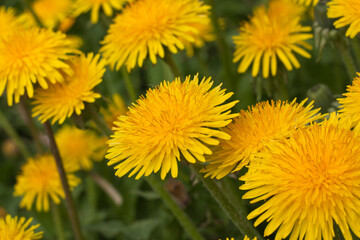 glade of yellow dandelions on a summer day, soft focus