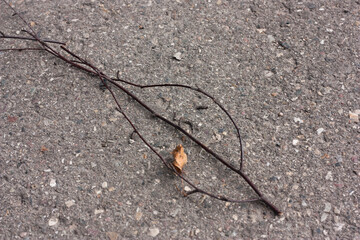 a dry thin twig lies on the asphalt