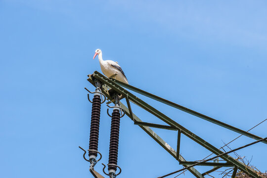 Wildlife, power pole, Germany - The replica of a stork was mounted on a Hochwalt power pole to keep live storks from building their nests there in the Amöneburg Basin bird sanctuary.