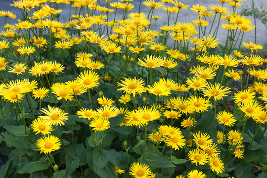 yellow doronikum flowers in a flower bed, soft focus
