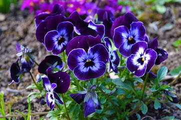Flowers pansies bright colors with a dark mid-closeup © maria