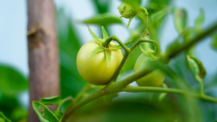 Fresh unripe green tomatoes hanging on the plants in agriculture field. Closeup tomato and vegetables in greenhouse with blurred background. Organic Farming in India