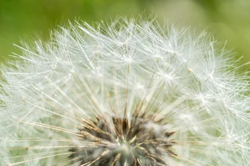 Foto auf Glas White fluffy round dandelion flower close up. Macro Photo © Payllik