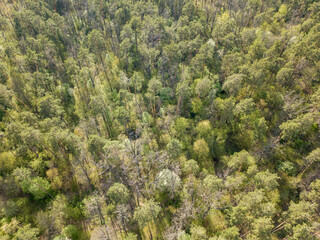 Naklejka na ściany i meble Green forest in spring. Aerial drone view.