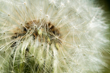 White fluffy round dandelion flower close up. Macro Photo