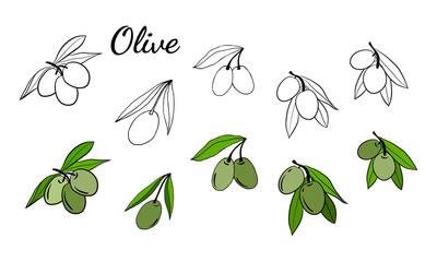 Olive tree branch hand drawn illustration in sketch style. Set of illustrations of olive branch. Botanical illustration. Design elements for label, emblem, banner.