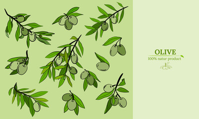 Template for design with olive fruits and tree branches. Olive tree branch hand drawn illustration in sketch style. Design elements for label, emblem, banner.