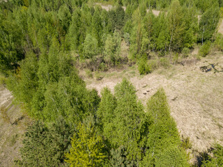 Fototapeta na wymiar Green forest in spring. Aerial drone view.