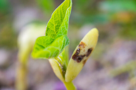 Bean leaf sprout close up. Macro Photo