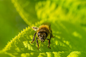 Insect wasp on a leaf close-up. Macro Photo