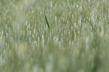 Green wheat filed, ears of wheat.