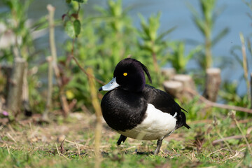 Tufted duck walking - Powered by Adobe