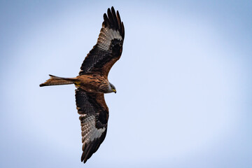 red kite flying