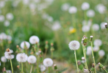 Fototapeta premium Banner dandelion flower in green grass. Blooming spring meadow. Eco friendly background. Green bokeh. Close-up. Shallow depth of field. Website template.