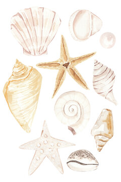Watercolor seashell,  starfish, pearl Watercolor Summer Beach Seashell Tropical Elements, Underwater Creatures.