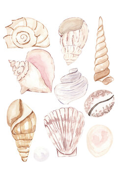 Watercolor seashell,  starfish, pearl Watercolor Summer Beach Seashell Tropical Elements, Underwater Creatures.