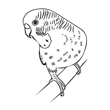 recommend clip art: A cute budgie sits on a perch.  Vector sketch illustration for design, advertising, prints.
