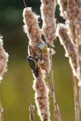 blue tits gathering nest materials