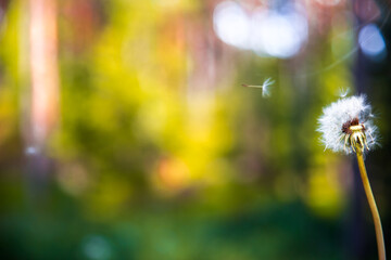 Fototapeta premium dandelion in the wind