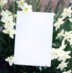 Square frame, Creative layout made blooming daffodils background with paper card note. Blank for advertising card or invitation. Nature concept. Fern leaf in Forest. Summer poster.