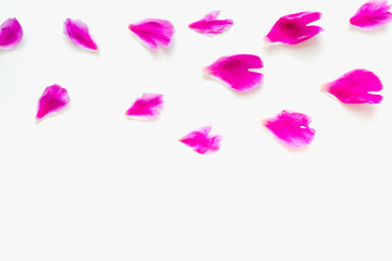 bright petals on a white background, peony petals, pink petals on a white background 