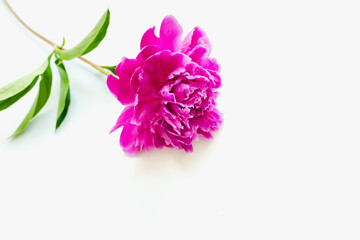 pink peony on a white background, flower on a white background 
