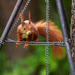 Wild European red squirrel, Sciurus vulgaris, climbing on metal barbecue frame