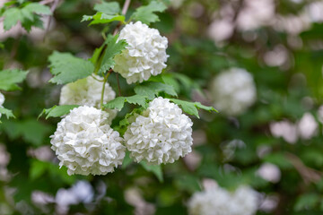 Beautiful white balls of blooming Viburnum opulus Roseum. White Guelder Rose or Viburnum opulus Sterilis, Snowball Bush, European Snowball is a large, decorative deciduous shrub