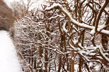 Close Up Of Snow Covered Hedge Beside Track Through Countryside