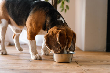 Beagle dog eating from a bowl - Powered by Adobe