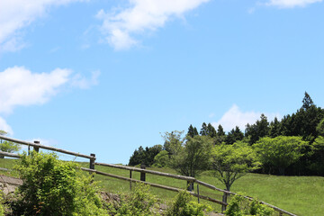 初夏の草原の風景