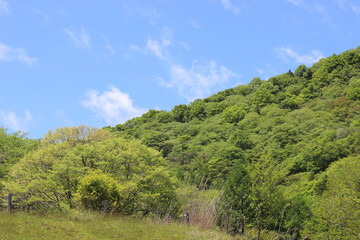 Fototapeta na wymiar 初夏の草原の風景