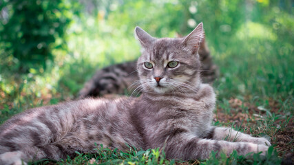 Naklejka na ściany i meble A cat lying in the grass in the garden
