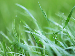 Green macro grass with blur background and drops of water after rain