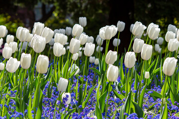 White tulips blooming during spring