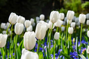 White tulips blooming during spring